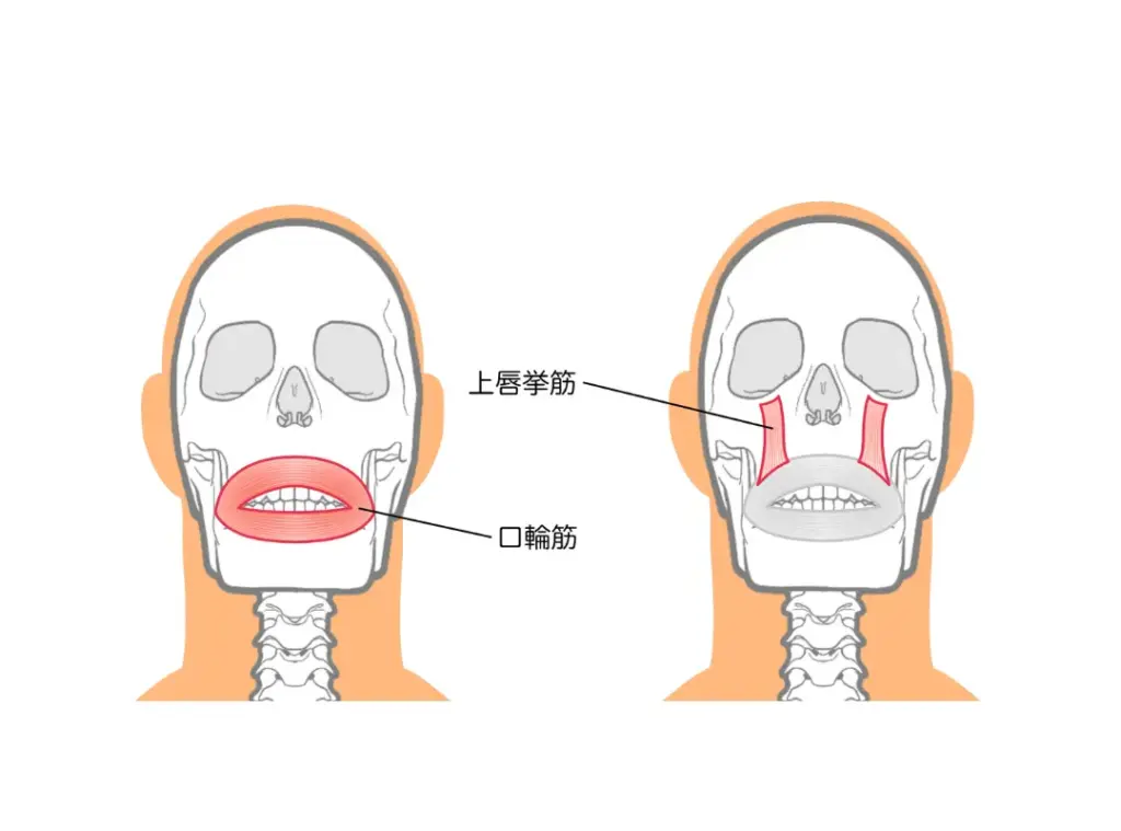 口輪筋(こうりんきん)、上唇挙筋(じょうしんきょきん)