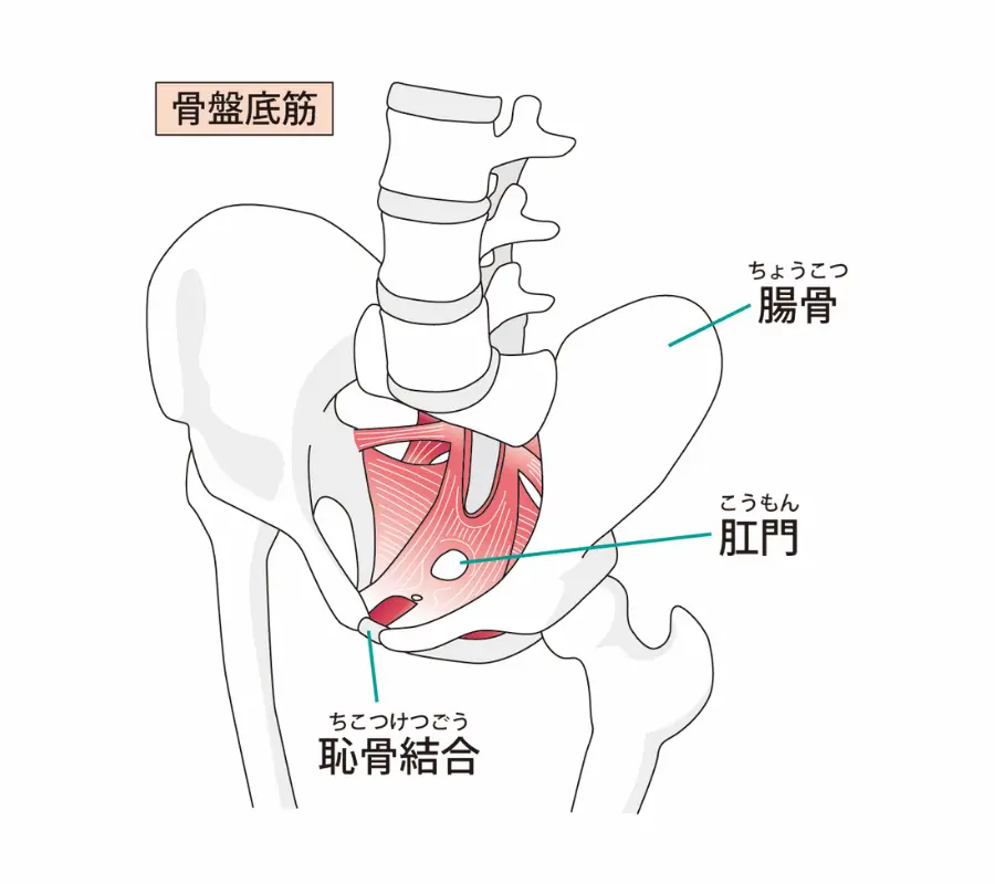 骨盤底筋