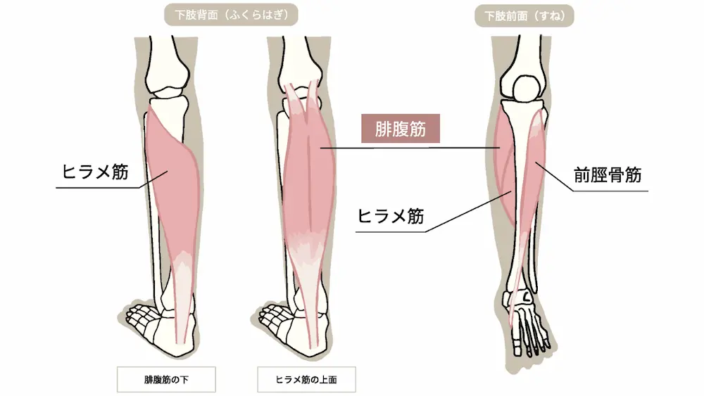 腓腹筋(ひふくきん)