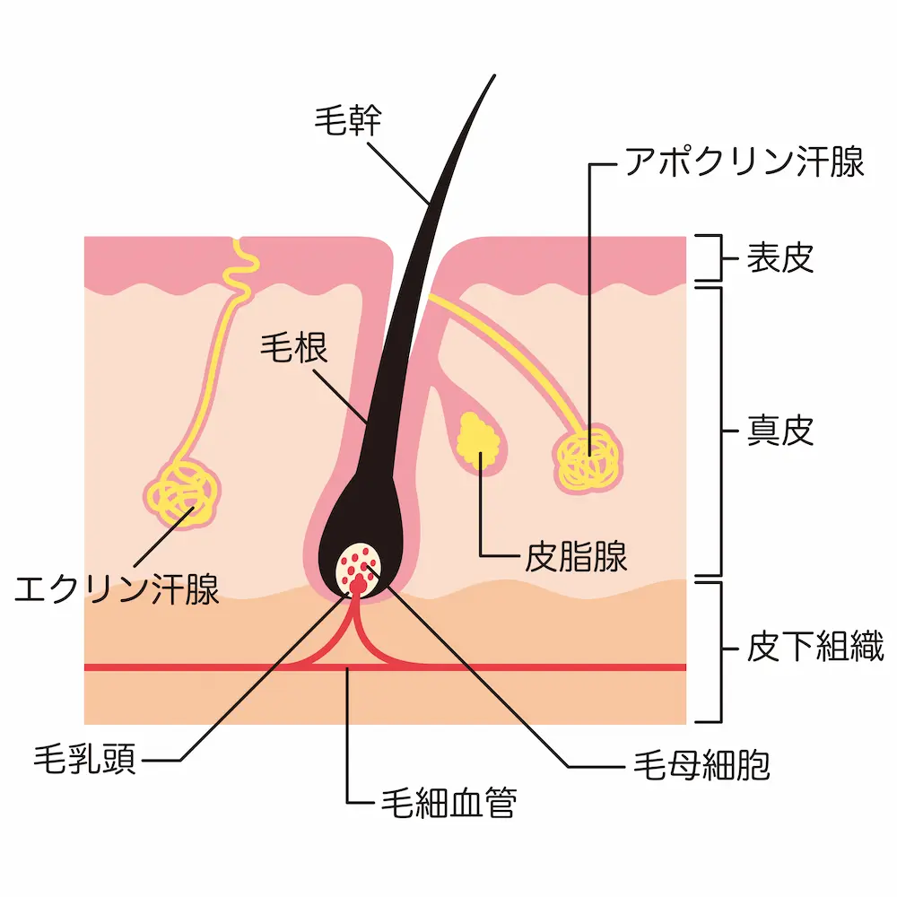 汗腺の仕組み