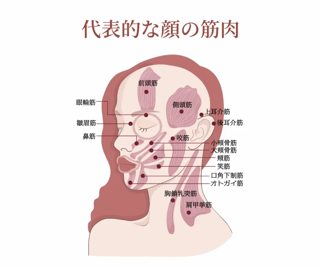 代表的な顔の筋肉