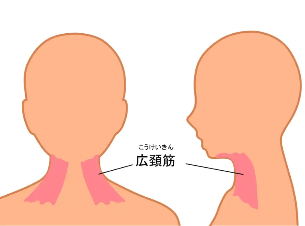 広頚筋とは