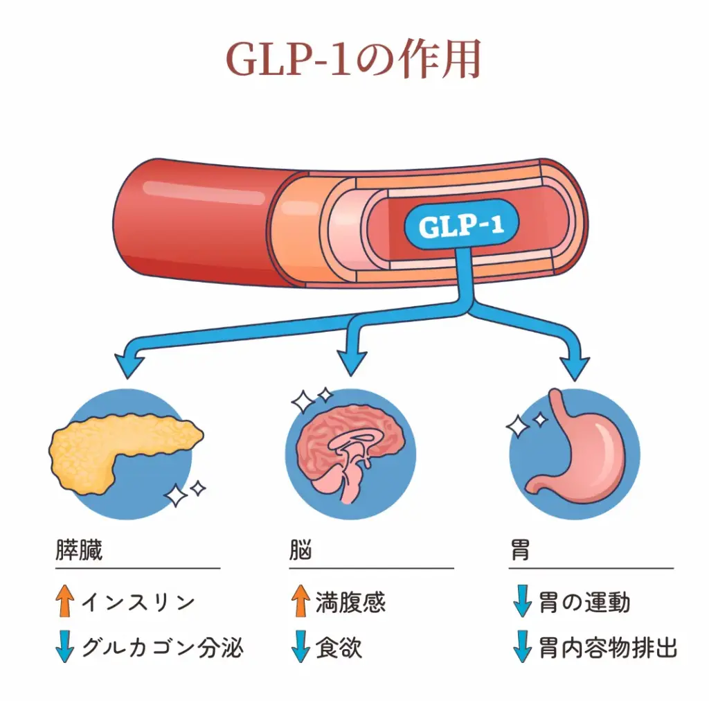 GLP-1の作用