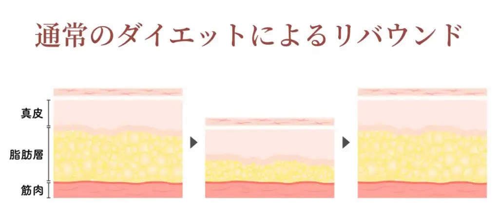 通常のダイエットによるリバウンド