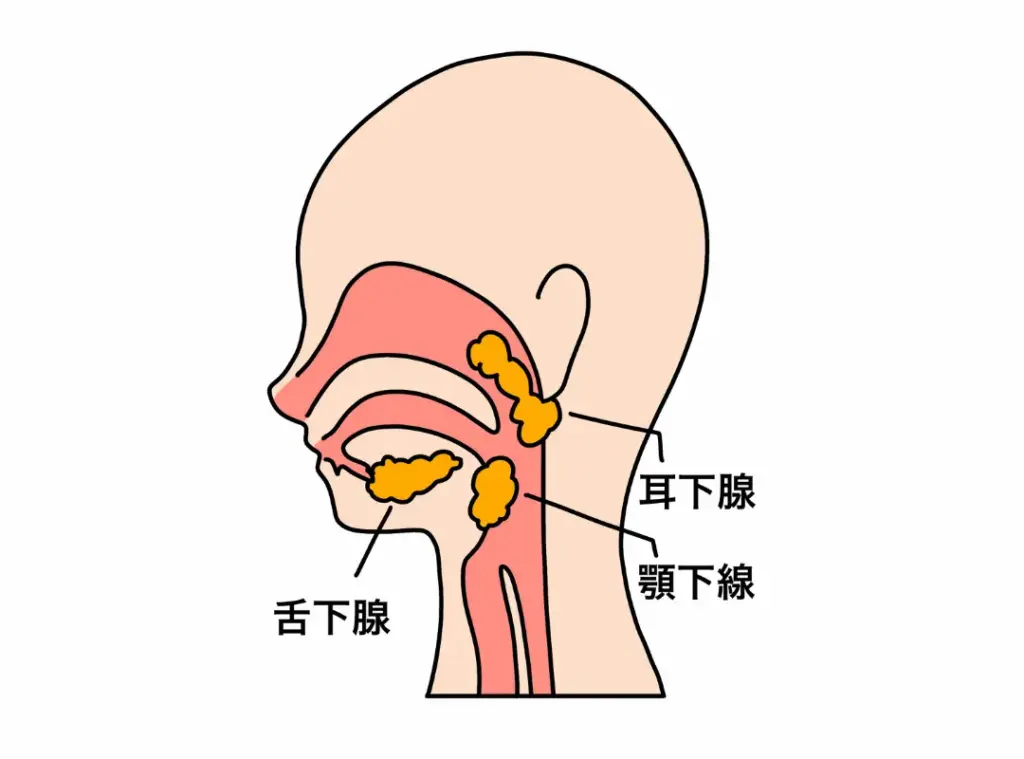 耳下腺・舌下腺・顎下腺