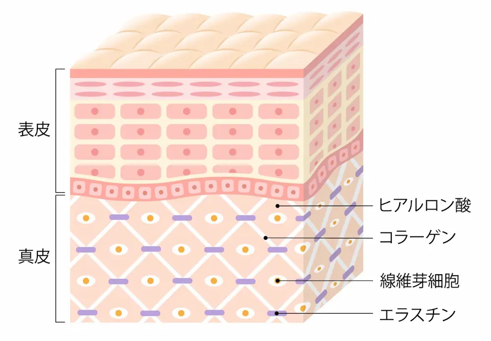 肌の真皮層に存在するコラーゲンとエラスチン